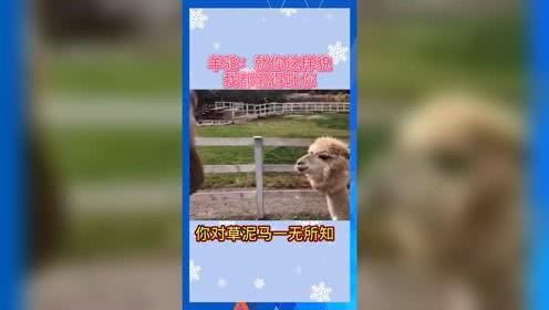 娱乐吃瓜派
